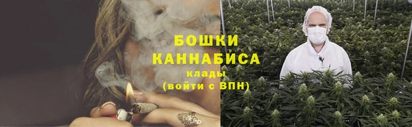 прущие грибы Новозыбков